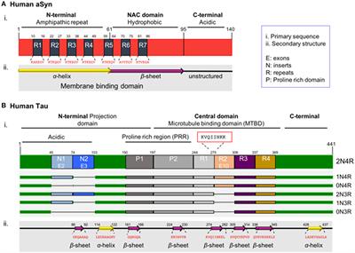 Spreading of α-Synuclein and Tau: A Systematic Comparison of the Mechanisms Involved